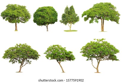 Isolated Tree On White Background, Make Clipping Path