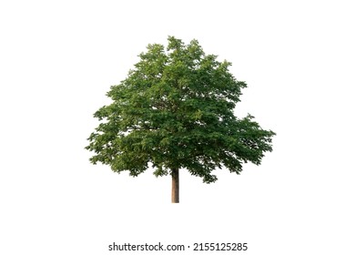 3,036 Silver oak trees Images, Stock Photos & Vectors | Shutterstock