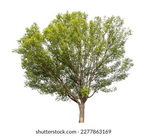 Isolated tree on white background. - Shutterstock ID 2277863169