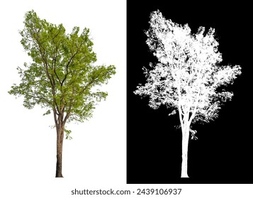isolated tree on white background with clipping path alpha picture