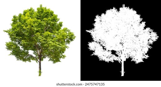 isolated tree on white background, clipping path inside of picture with white aplpha for brush design