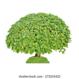 Isolated Tree On A White Background