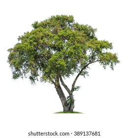 Isolated Tree On White Background