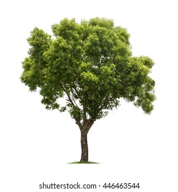 Isolated tree on white background - Shutterstock ID 446463544
