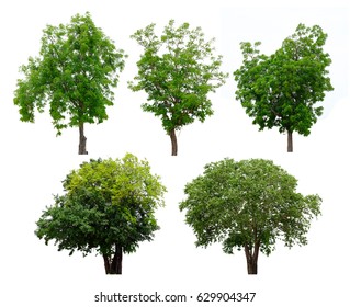 Four Trees Isolated On White Background Stock Photo (Edit Now) 127714625