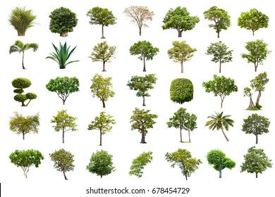 Isolated tree on white background ,The collection of trees. tropical tree isolated used for design, advertising and architecture