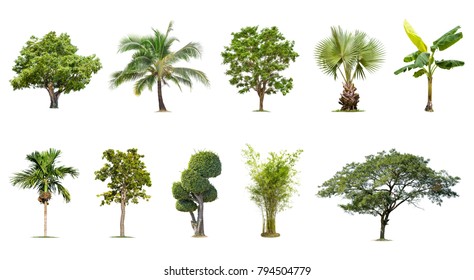 Vector Cypress Trees Spanish Moss Stock Vector (Royalty Free) 273172547 ...