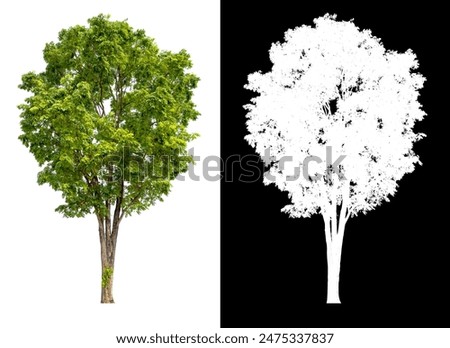 isolated tree on white background with clipping path, alpha for brush design