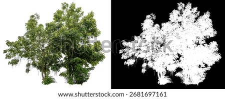 isolated tree on white background with clipping path and black white color for brush design		