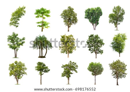Isolated tree on white background , The collection of trees.