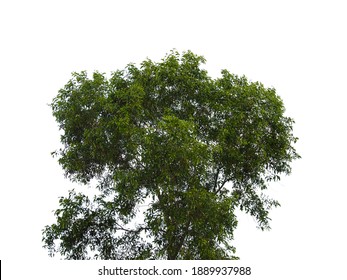 Isolated Tree On White Background.Enter Paths Photoshop