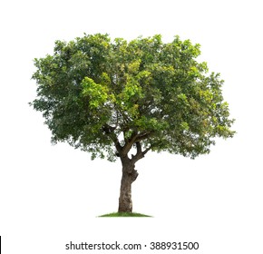 Isolated tree on white background,Indian Oak tree - Shutterstock ID 388931500