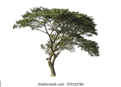 Isolated Tree On White With Clipping Path