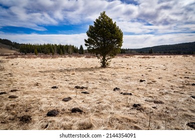 An isolated tree planted on crown pasture land and natural grasses surrounded by several mounds of cow pies in Kananaskis Alberta Canada.
