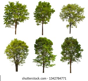 Four Trees Isolated On White Background Stock Photo (edit Now) 127714625