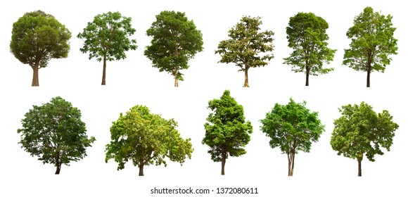 29,345 Tree separate Images, Stock Photos & Vectors | Shutterstock