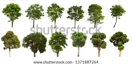 
Isolated tree set Set on a white background