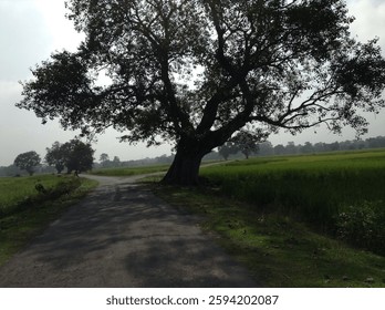 An isolated tree stands in the middle of an empty dirt road, surrounded by a vast desert landscape