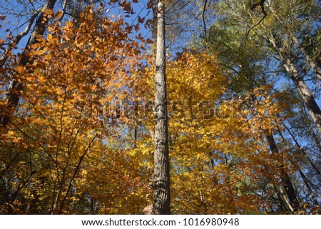 isolated tree trunk among firey fall leaves 