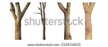 isolated tree trunk Collection on White background.