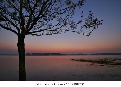 An isolated tree under sunset