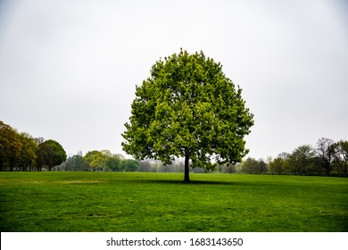 Isolated Tree In Urban Park