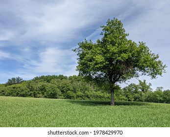 Isolated Tree In A Wheat Feild In France