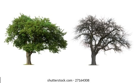 Isolated Tree in Winter and Summer