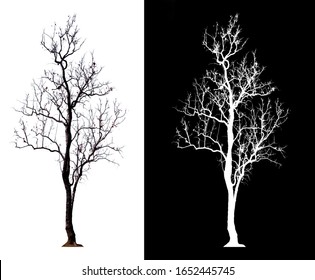 Isolated Tree Without Leave On White Background With Clipping Path And Alpha Channel