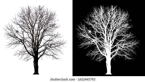 isolated tree without leave on white background with clipping path and alpha channel - Shutterstock ID 1652445793