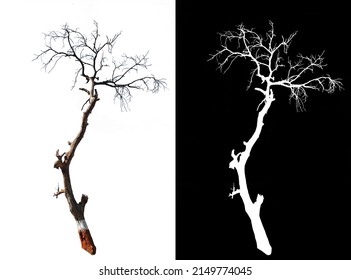 Isolated Tree Without Leave On White Background With Clipping Path And Alpha Channel