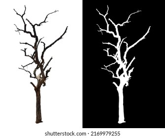 Isolated Tree Without Leave On White Background With Clipping Path And Alpha Channel