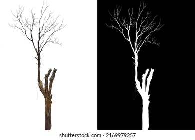 Isolated Tree Without Leave On White Background With Clipping Path And Alpha Channel