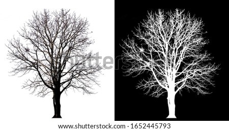 isolated tree without leave on white background with clipping path and alpha channel
