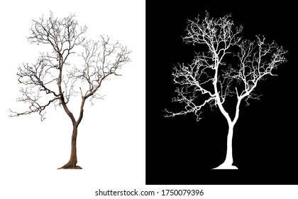tree without leaves silhouette