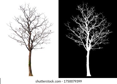 isolated tree without leaves with clipping path and alpha channal - Shutterstock ID 1750079399