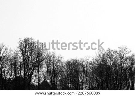 Isolated trees against a white sky background. Black and white nature forest photo idea concept. Graphic resources. Deciduous trees. Countryside, wildlife. No people, nobody. Horizontal photo.