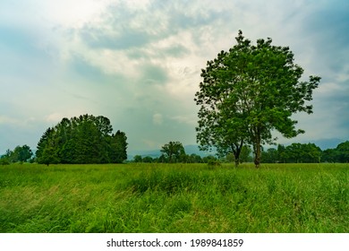 isolated trees on the green flowered field in the nature reserve, high moor with many rare flowers under interesting cloudy sky with approaching thunderstorm. single tree, double trees and forest