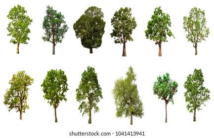 Isolated trees on  white background, - Shutterstock ID 1041413941