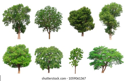 Collection Realistic Trees Isolated On White Stock Vector (Royalty Free ...