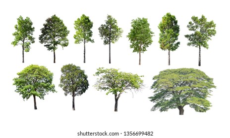 Tree Isolated Group On White Background Stock Photo 1550624834 ...