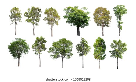 Tree Isolated On White Background Tree Stock Photo (Edit Now) 740586034