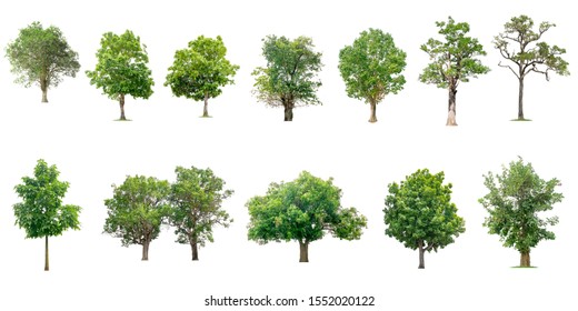 Tree Collection Beautiful Large Tropical Tree Stock Photo (Edit Now ...