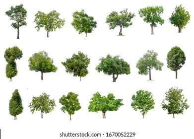 Realistic Tree Vertical Poster Isolated Images Stock Vector (Royalty ...