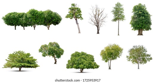 Isolated Trees On White Background Collection Stock Photo (edit Now 