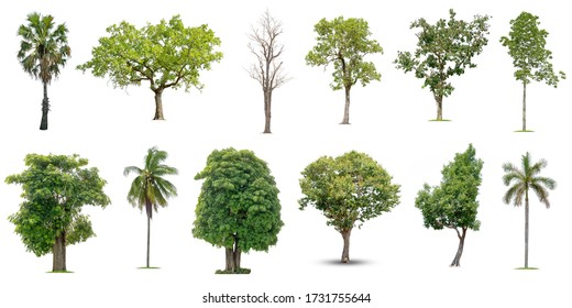 Isolated Trees On White Background Collection Stock Photo 1731755644 ...