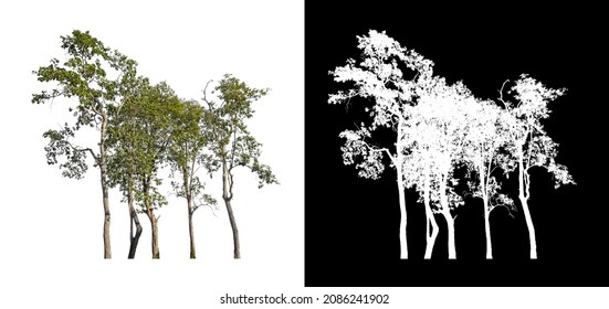 Isolated Trees On White Background