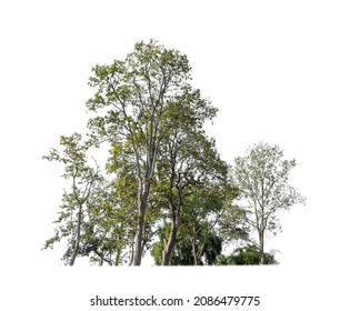 Isolated Trees On White Background