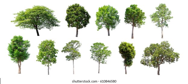 Collection Isolated Trees On White Background Stock Photo 708427825 ...