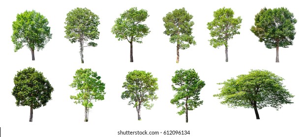 Isolated trees white background   The collection trees 